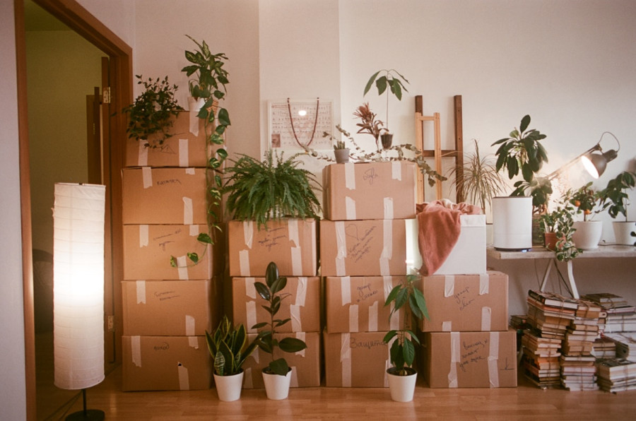 Moving boxes and houseplants packed up during a home transition